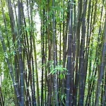 La Camelia D'oro * Oggebbio