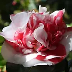 La Camelia D'oro Oggebbio