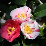 La Camelia D'oro *