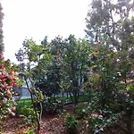 La Camelia D'oro *