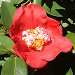La Camelia D'oro דירה