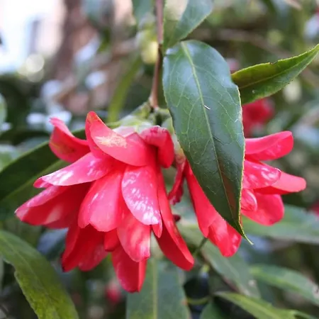 La Camelia D'oro * Oggebbio