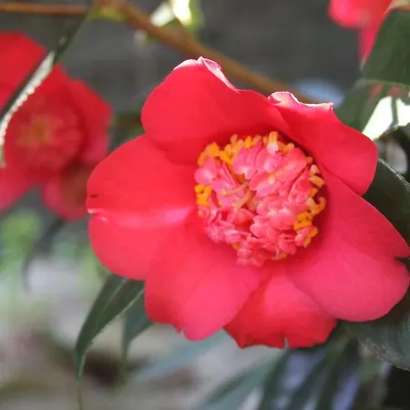 La Camelia D'oro Appartamento Oggebbio