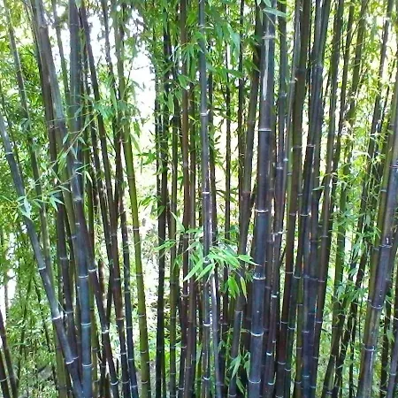 La Camelia D'oro * オッジェッビオ