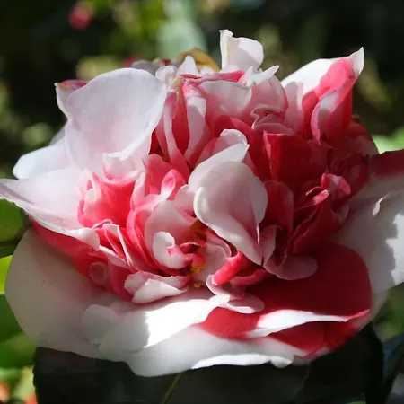 La Camelia D'oro Oggebbio