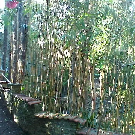 La Camelia D'oro