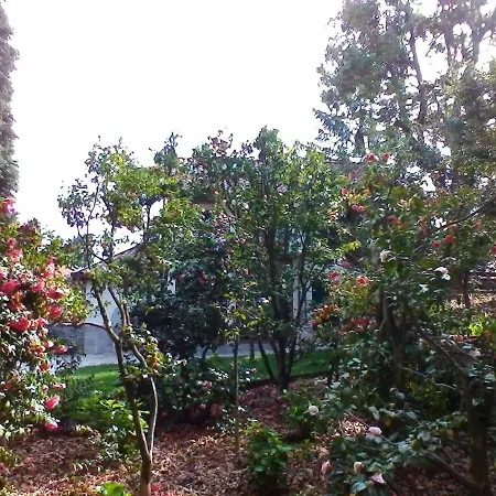 La Camelia D'oro *