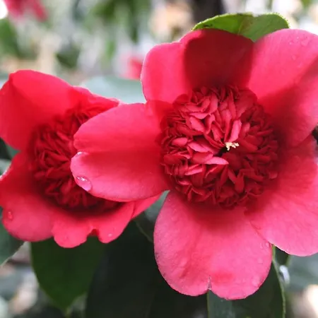 La Camelia D'oro