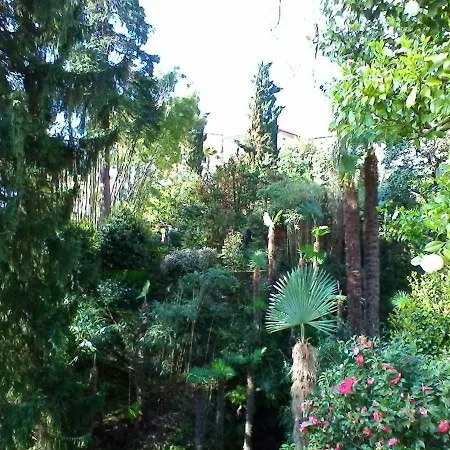 La Camelia D'oro *