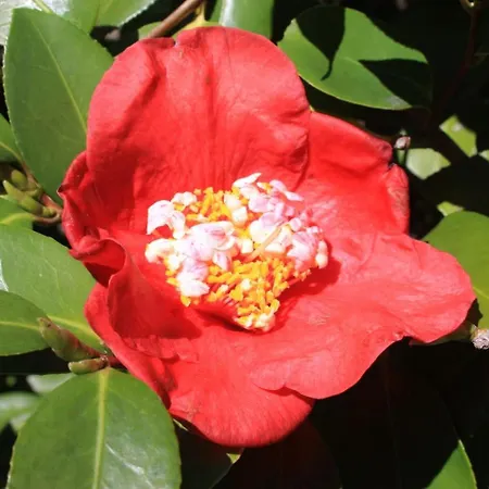 La Camelia D'oro アパート