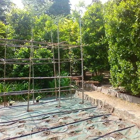 La Camelia D'oro Appartamento *