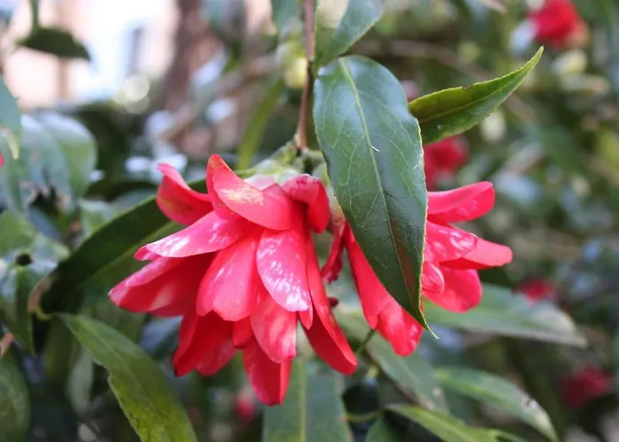 La Camelia D'oro * Oggebbio