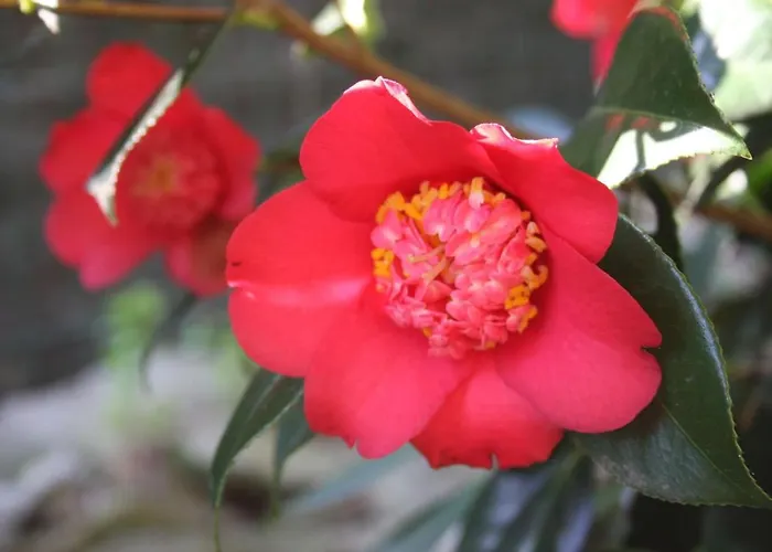 La Camelia D'oro 公寓 奥杰比奥