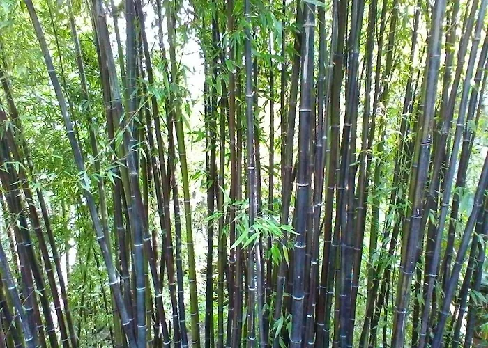 La Camelia D'oro * 奥杰比奥