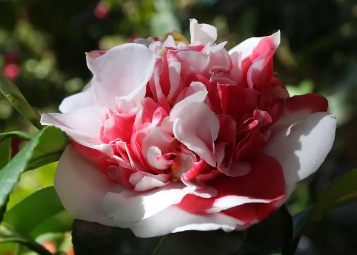La Camelia D'oro 奥杰比奥