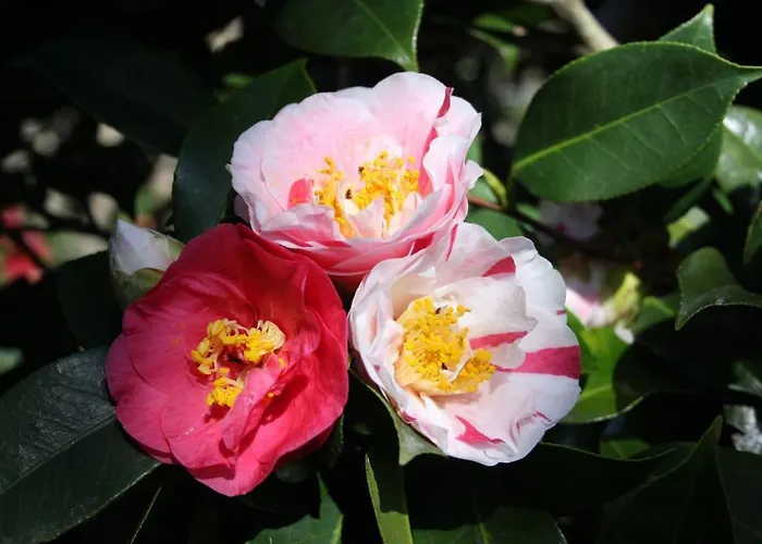 La Camelia D'oro *