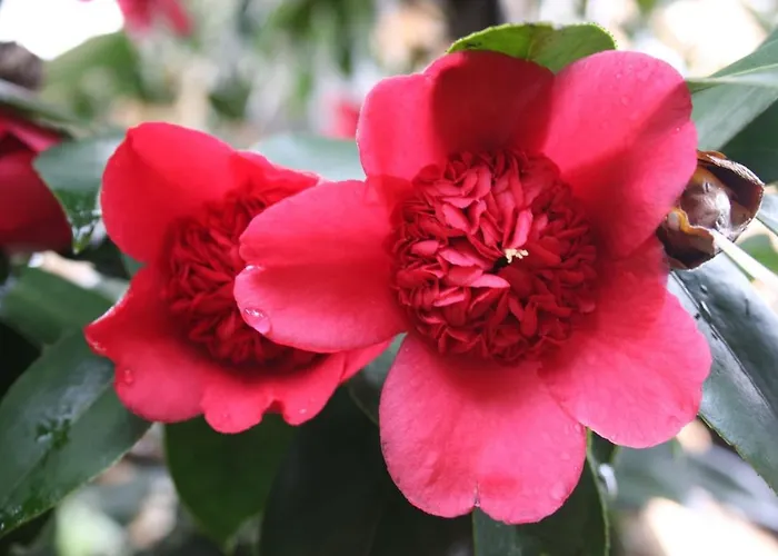 La Camelia D'oro