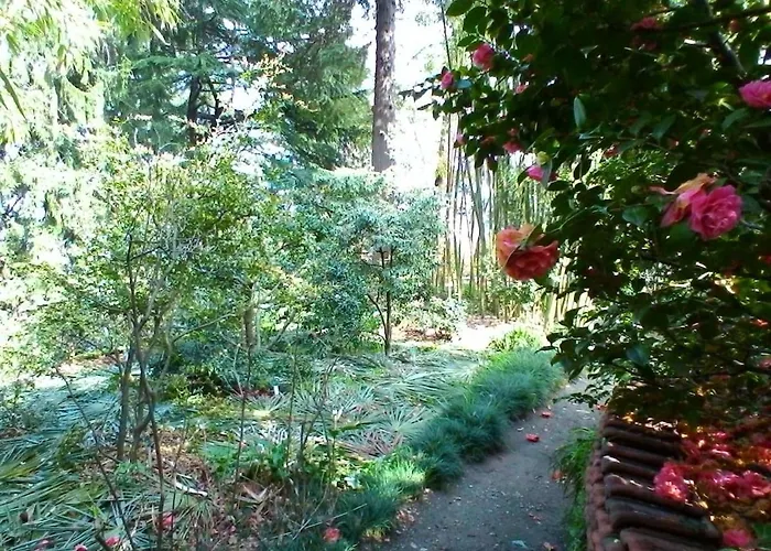 La Camelia D'oro 奥杰比奥