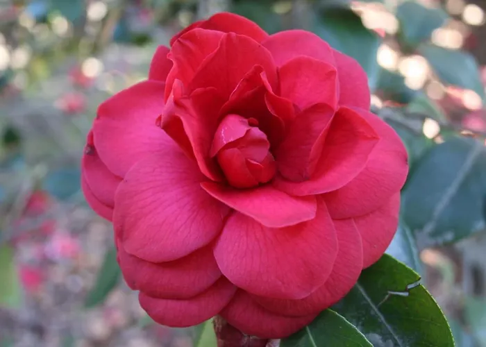 La Camelia D'oro *