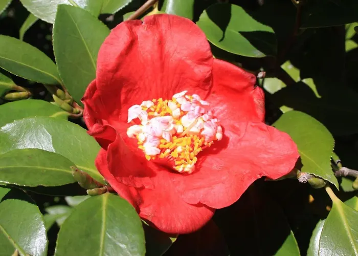 La Camelia D'oro Apartament