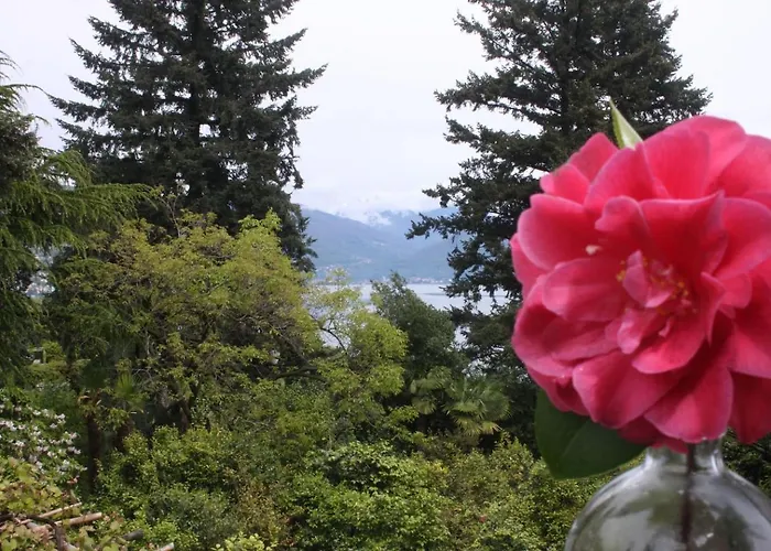 La Camelia D'oro 奥杰比奥